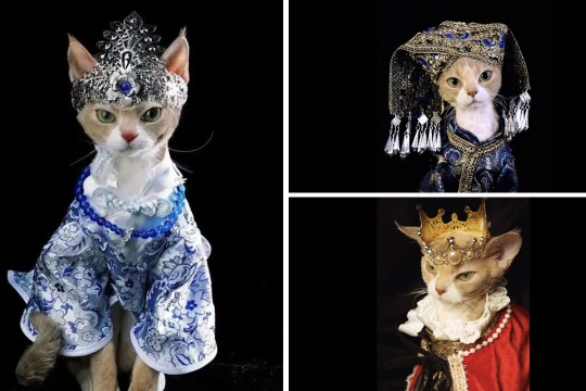 lady dressed as a cat It's so beautiful': Chinese woman dresses pet in elaborate handmade costumes, turning feline into social media royalty colorgrp-37699
