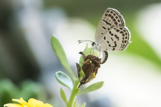 Traces of rare butterfly species found in Hong Kong for