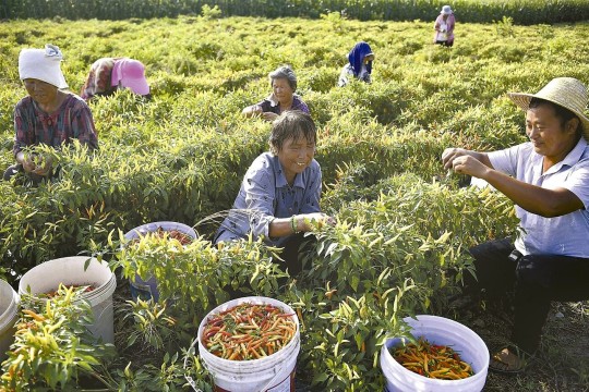 China's ageing rural peasants labour into their twilight years as pensions  'cover only oil and salt' | South China Morning Post