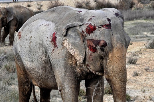 One elephant killed and two more injured after circus truck ...