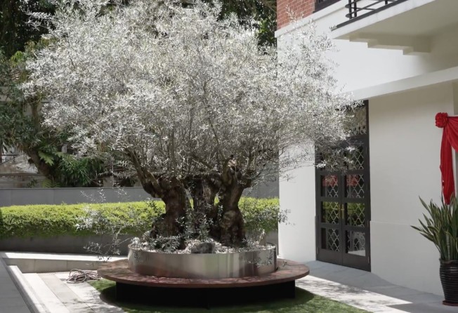The olive tree was shipped all the way from Italy. Photo: SCMP Video