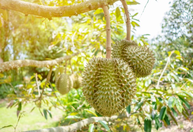 A durian garden in Batam, the provincial capital of Indonesia's Riau Islands. Photo: Shutterstock