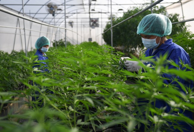Workers inspect marijuana leaves at a farm in Thailand. Photo: Reuters