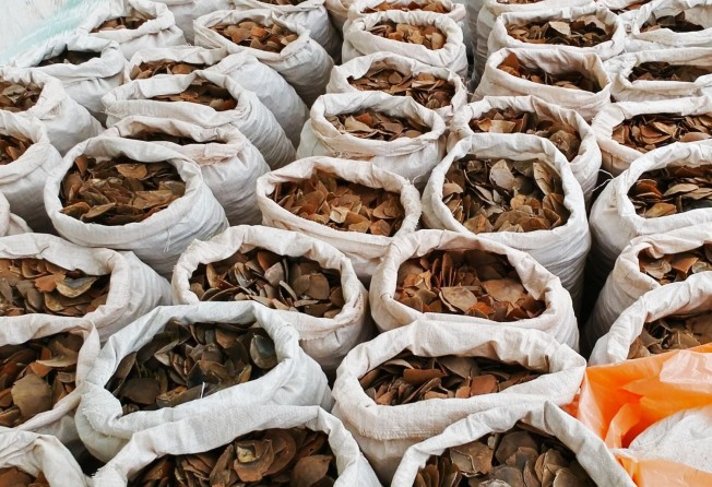 Seized pangolin scales. In 2018 and 2019, scales and carcasses seized in Hong Kong equated to the poaching of up to 50,200 pangolins, or one every 21 minutes. Photo: Paul Hilton/Earth Tree Images 