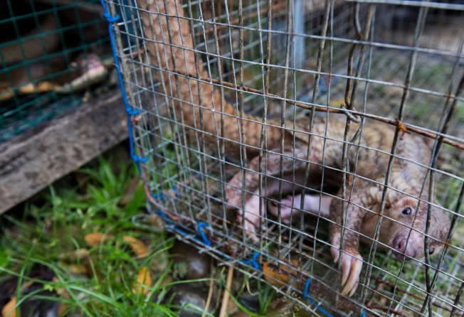 Thousands of pangolins and their scales are trafficked through Hong Kong every year. Photo: Paul Hilton/Earth Tree Images