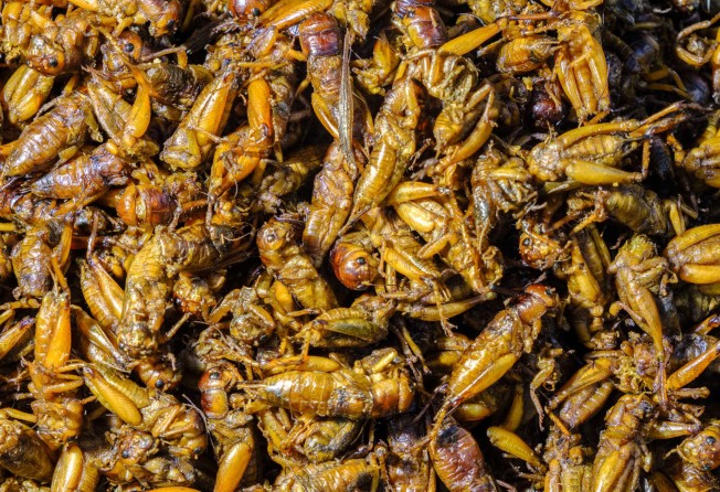 Deep-fried grasshoppers are a real food, so why make fake insects to eat for Halloween?. Photo: Getty Images