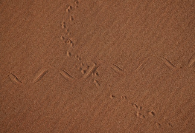 “Snake and the Mouse, The Empty Quarter, UAE, 2021” by Palani Mohan. Photo: Palani Mohan