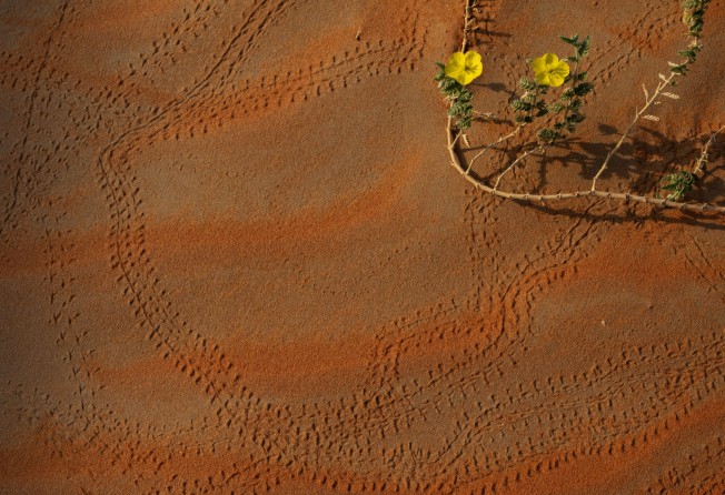 “Yellow Flowers over Red Dunes, The Empty Quarter, UAE, 2021” by Palani Mohan. Photo: Palani Mohan