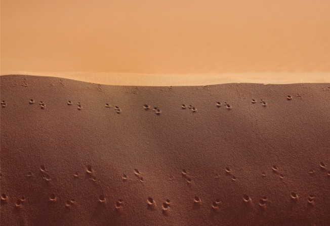 “Camel Spiders on Red Dunes, The Empty Quarter, UAE, 2021” by Palani Mohan. Photo: Palani Mohan 