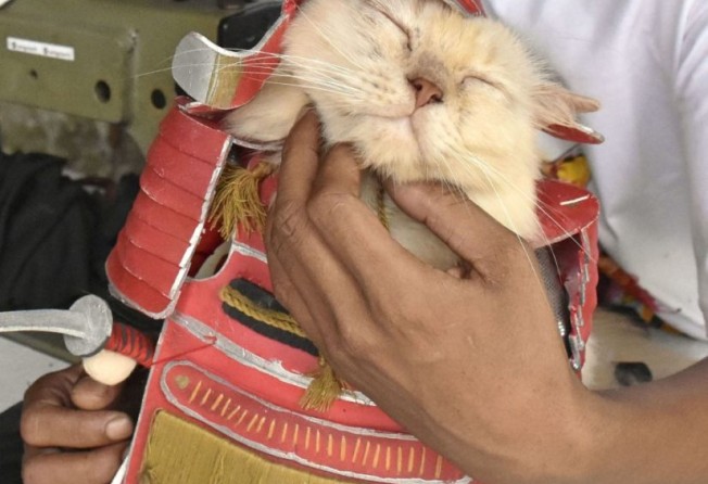 One of Lugina’s cats models a samurai outfit. Photo: Kyodo