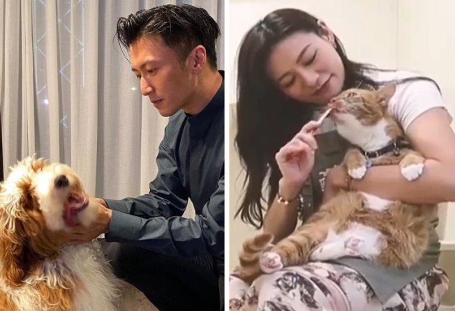 Crazy Rich Asian Pets 5 Hong Kong Celebrities Who Spoil Their Cats And Dogs Rotten From Nicholas Tse S Rumoured Separate Pad For His Animals To Kelly Cheung S Rosewood Pet Staycation South