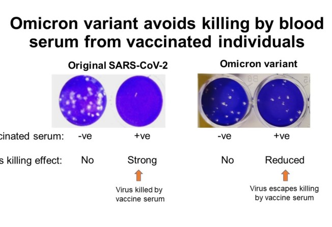 Diagram shows how the Omicron variant can remain alive in vaccinated individuals. Photo: HKU Med and CUHK Med