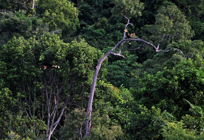 A hornbill flies by in a forest in Trumon, Southern Aceh province in Indonesia on December 5. Photo: AFP