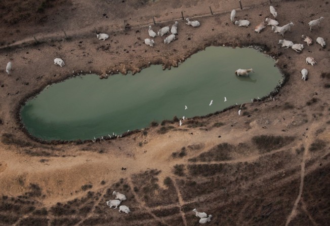 An aerial view shows cattle on a deforested plot of the Amazon near Porto Velho, in Brazil’s Rondonia State in August 2020. Photo: Reuters