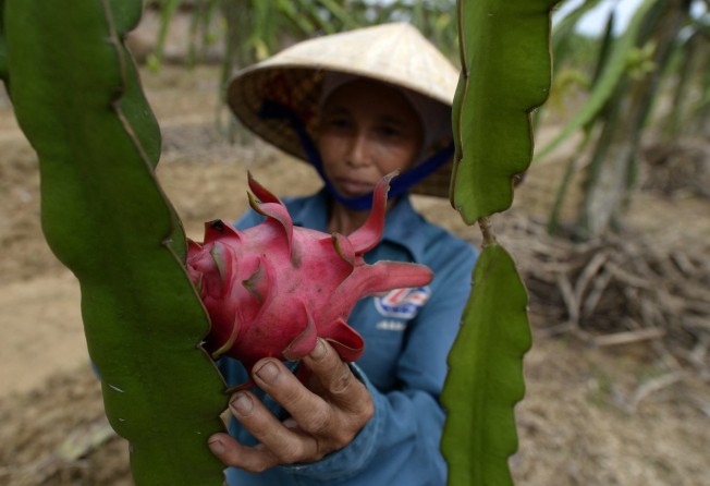 Vietnamese dragon fruit imports have been suspended for four weeks. Photo: AFP 