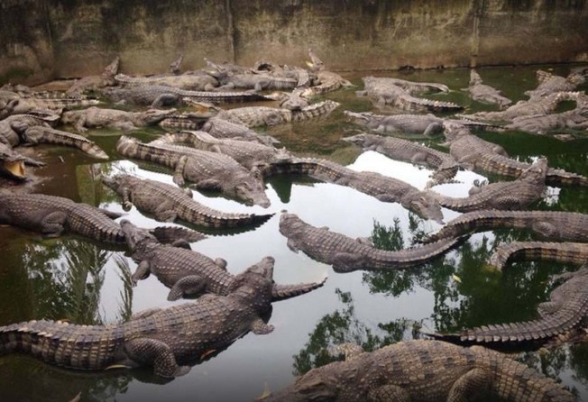 Crocodiles at Phuket Zoo before it closed down. Photo: Facebook / Phuket Zoo Thailand – A Place of Misery & Neglect