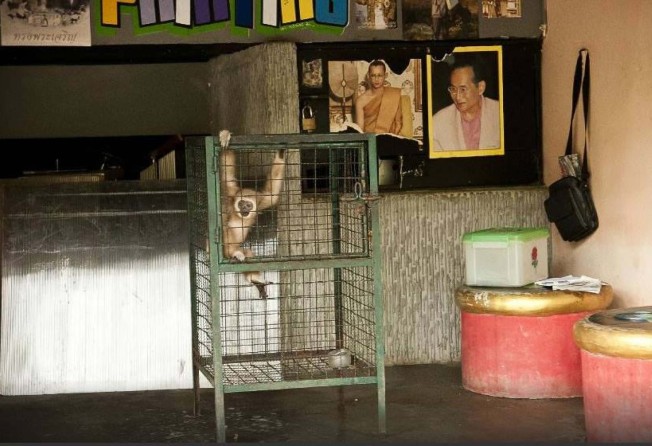 A monkey in a cage at Phuket Zoo before it closed down. Photo: Facebook / Phuket Zoo Thailand – A Place of Misery & Neglect