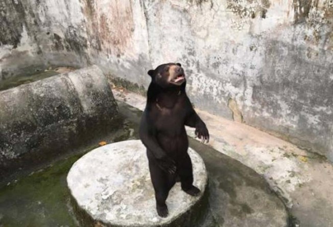 A bear in an enclosure at Phuket Zoo before it closed down. Photo: Facebook / Phuket Zoo Thailand – A Place of Misery & Neglect