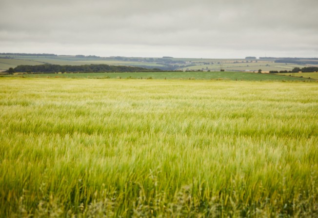The Spirit of Yorkshire distillery grows its own barley. Photo: Spirit of Yorkshire