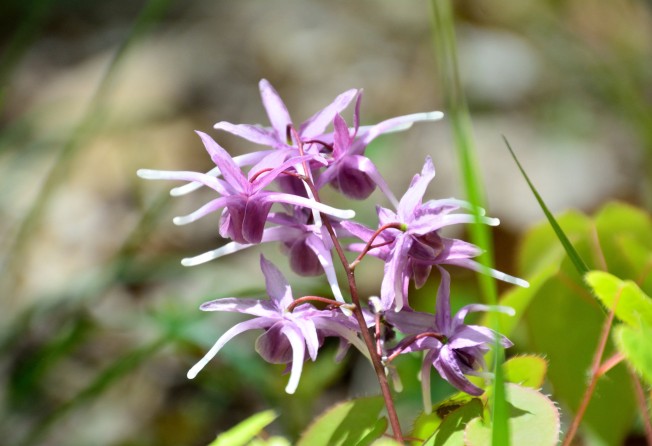 Horny goat weed is a herb used in TCM. Photo: Shutterstock