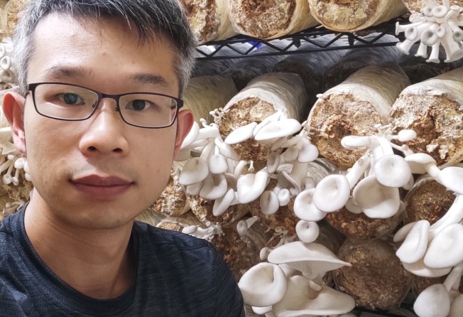 Kong is trying to harvest edible fungus in the most eco-sensitive method possible. Photo: Urban Mushroom
