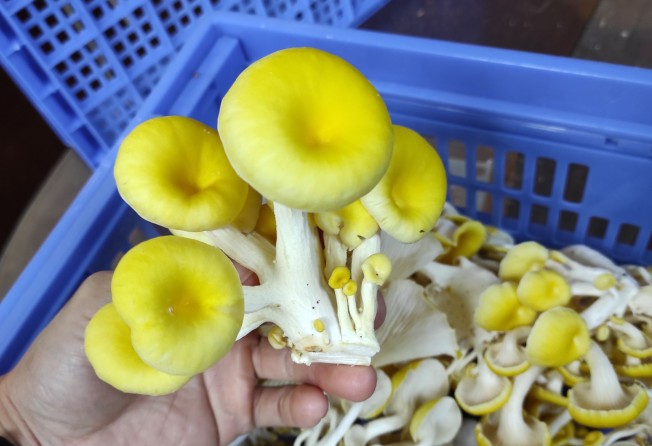 Currently, Urban Mushroom produces roughly 60 kilograms of crop per week. Photo: Urban Mushroom