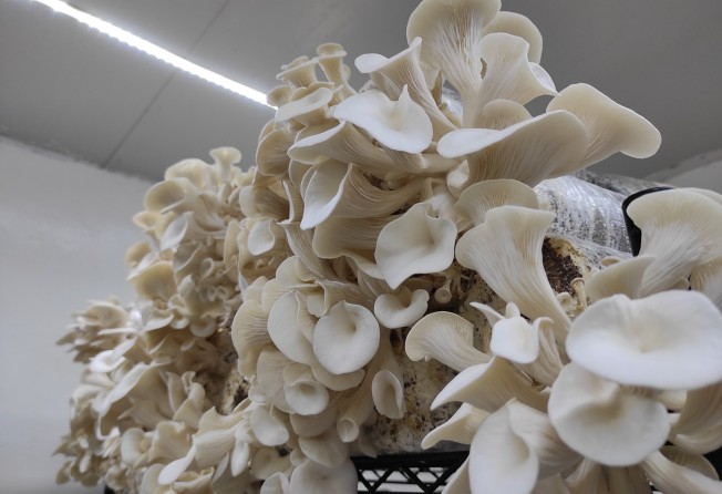 Few mushroom producers in Hong Kong are trying to farm in as organic a manner as the Urban Mushroom. Photo: Urban Mushroom