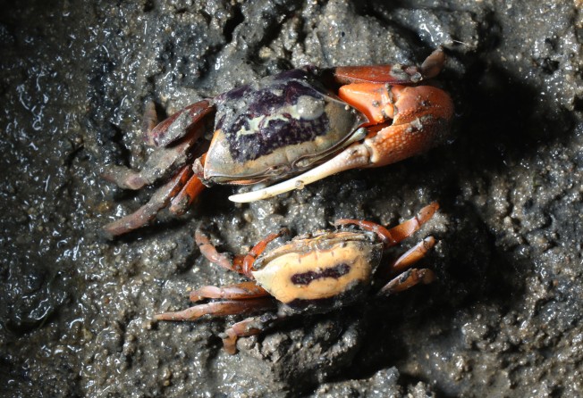 A species of fiddler crab found in Hong Kong’s mangroves. Hong Kong’s waters are home to around 6,000 marine species. Photo: Xiaomei Chen