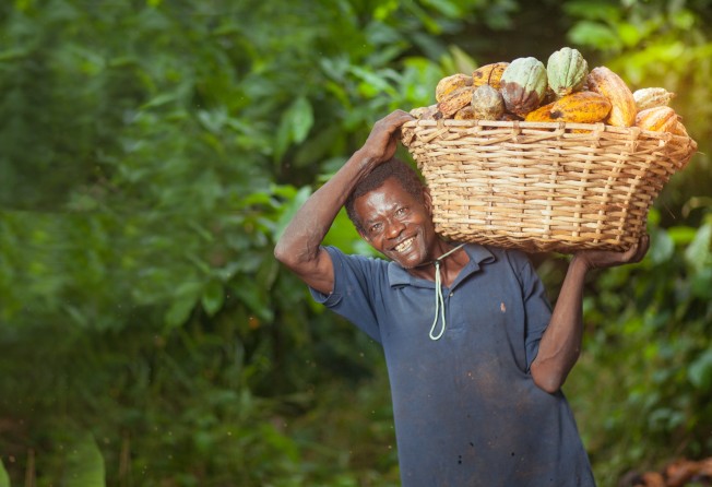 Chocolate-making begins with the harvest of cacao pods. Photo: Shutterstock