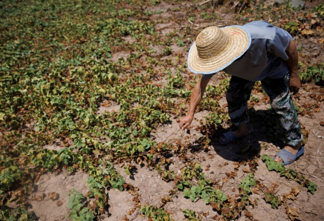 A farmer examines his perished sweet potato plants in Fuyuan village in Chongqing. Photo: Reuters
