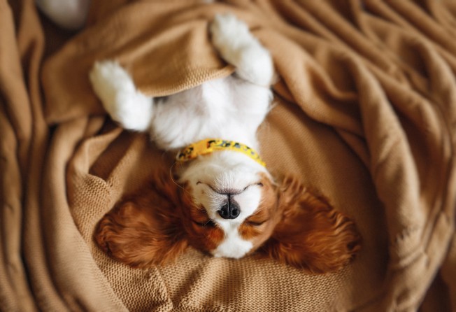 Small dogs have shorter dreams than large ones. Photo: Shutterstock