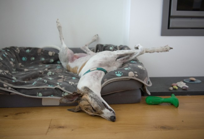 Dogs dream about their everyday activities, like humans do. Photo: Shutterstock