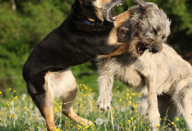 Dogs may recall past traumatic experiences, like fights, in their nightmares. Photo: Shutterstock