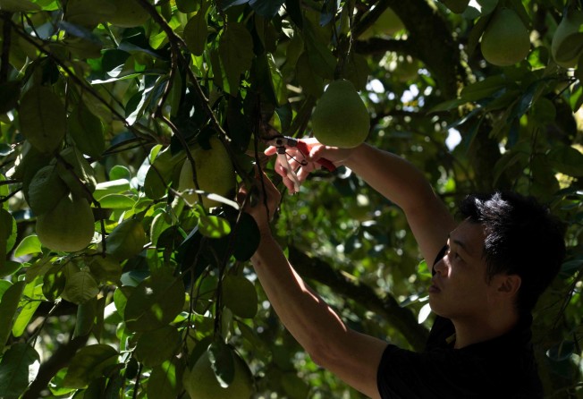Pomelo farmer Mulin Ou trims a tree at his orchard in Taiwan’s Hualien county on August 17. Photo: AFP