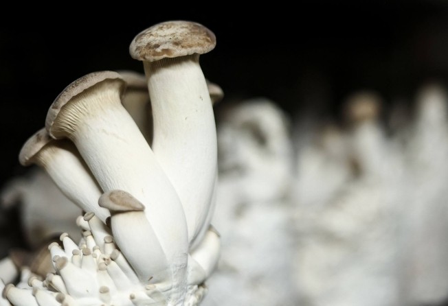 Mushrooms grown in Eclo’s Brussels urban farm. Photo: AFP
