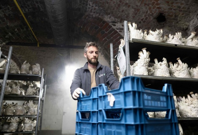 Each week, Eclo sells between eight and 10 tonnes of its mushrooms. Photo: AFP