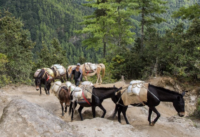 Horses carrying goods up to the Tiger’s Nest. Photo: Tim Pile