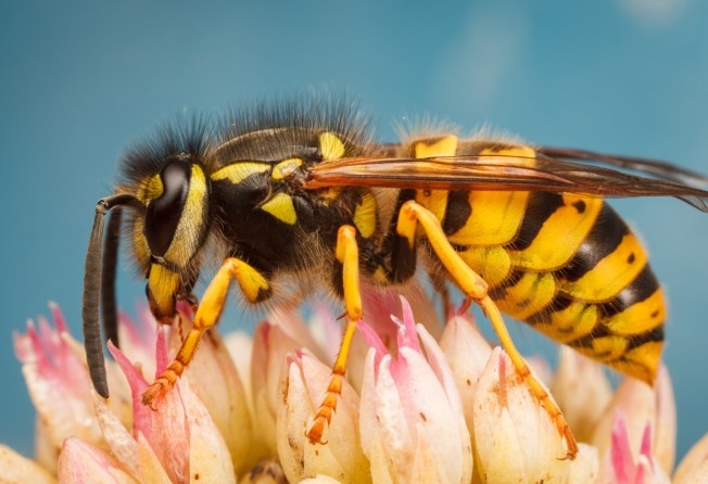 Wasps in Britain tend to be more aggressive than those in Hong Kong. Photo: Shutterstock