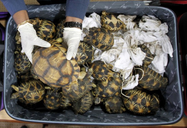 Malaysian authorities seized 330 exotic tortoises from Madagascar. Photo: AP