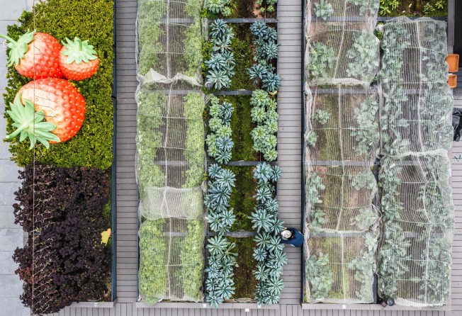 A gardener works at the Sky Garden, a large rooftop garden on top of the Metropole Plaza shopping centre in Hong Kong. Photo: AFP