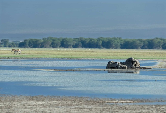 The carcass of a female elephant lies decomposing on November 29 in a shallow pond of caustic water after it succumbed to the effects of a ravaging drought at the Amboseli National Park in Kenya, where elephants and other major herbivores have died due to a lack of forage in Kajiado county. Photo: AFP