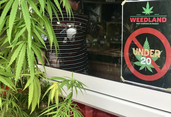 Marijuana plants and a sticker on the window saying that people under 20 years of age are prohibited at a cannabis dispensary in Phuket. Photo: Dave Smith