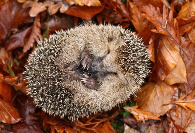 Hedgehogs are among the mammals that hibernate. Photo: Shutterstock.