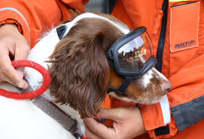 A rescue dog was among participants in the drill. Photo: Dickson Lee