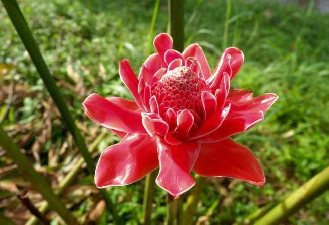 Ginger blossom was one of the flowers used to mask the smell of decomposition at Hong Kong funerals. Photo: Shutterstock
