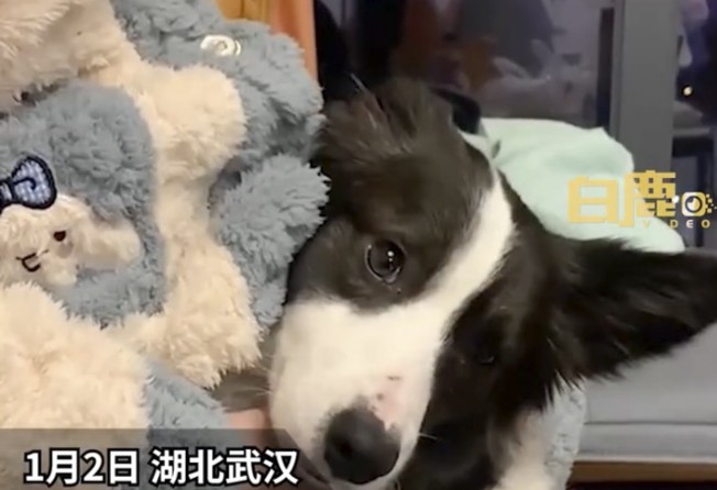 The dog’s owners say it has been extra clingy since the woman fell pregnant as the video of it’s reaction to the fetus moving in her womb trended online. Photo: Weibo