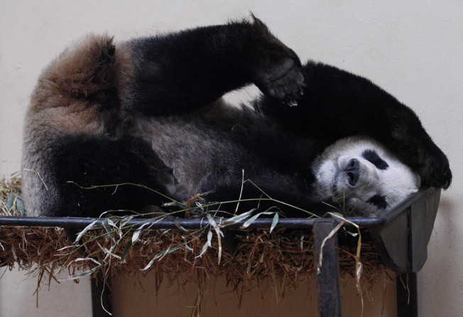 Tian Tian, the female giant panda in her enclosure at Edinburgh Zoo in Scotland. Photo: Reuters