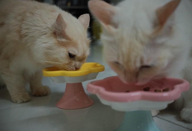 Domestic longhairs belonging to Malaysian cat owner Yana Zulkarnain. Photo: Yana Zulkarnain