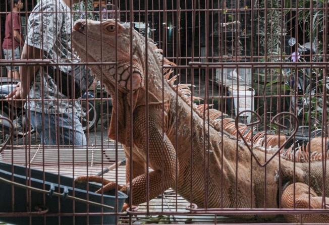 Wet Markets Selling Wildlife Birds Monkeys Bats And More Go Quiet In Indonesia Amid Coronavirus Pandemic South China Morning Post Wet Markets Selling Wildlife Birds Monkeys Bats And More Go Quiet In Indonesia Amid Coronavirus Pandemic South China Morning Post