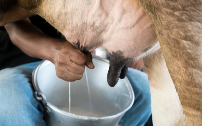 Producing cow's milk is harmful to the environment in a few different ways.